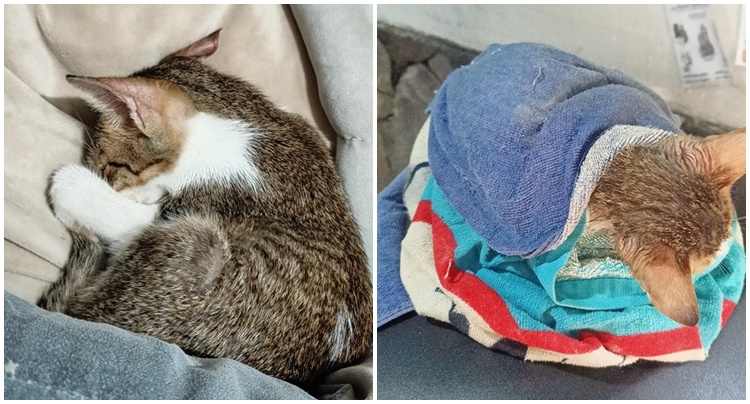 Cat post
