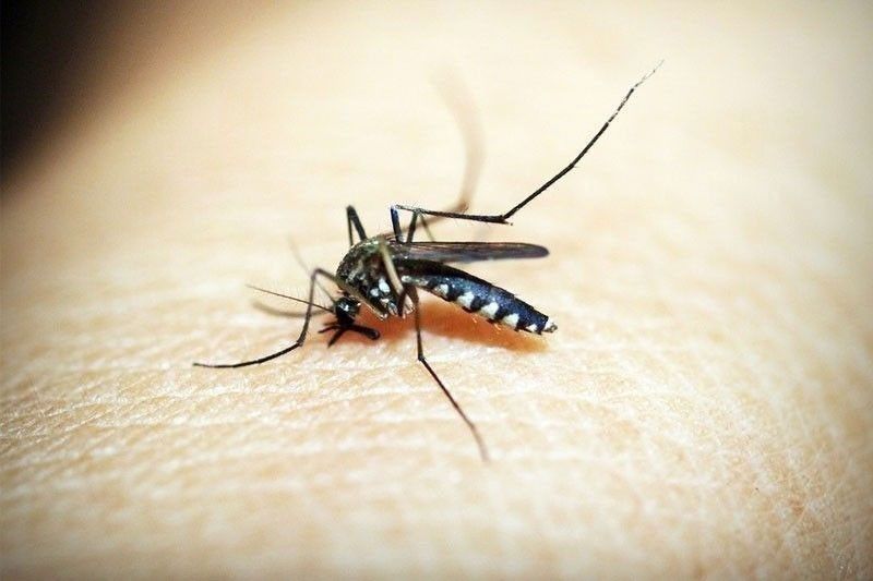 ケソン市のデング熱対策が効果を発揮