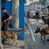 Pnp k9 dog