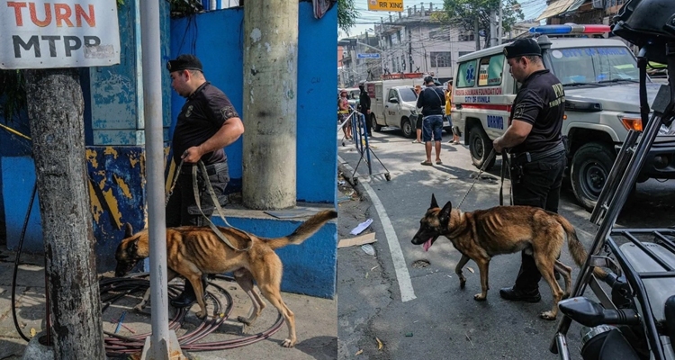 Pnp k9 dog