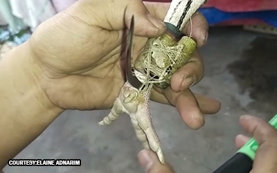 母親が息子に襲われ重傷、鶏の刃物で