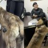 Viral k9 dog 1