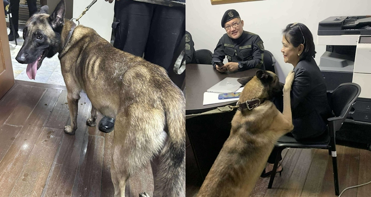 Viral k9 dog 1