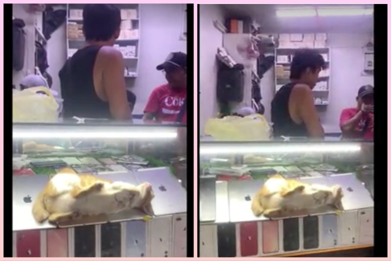 マニラの店頭で猫がiPadの上でお昼寝中！