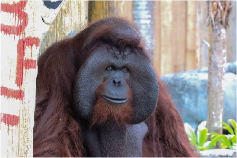 アビロン動物園の人気者ジョーイ、惜しまれる最期