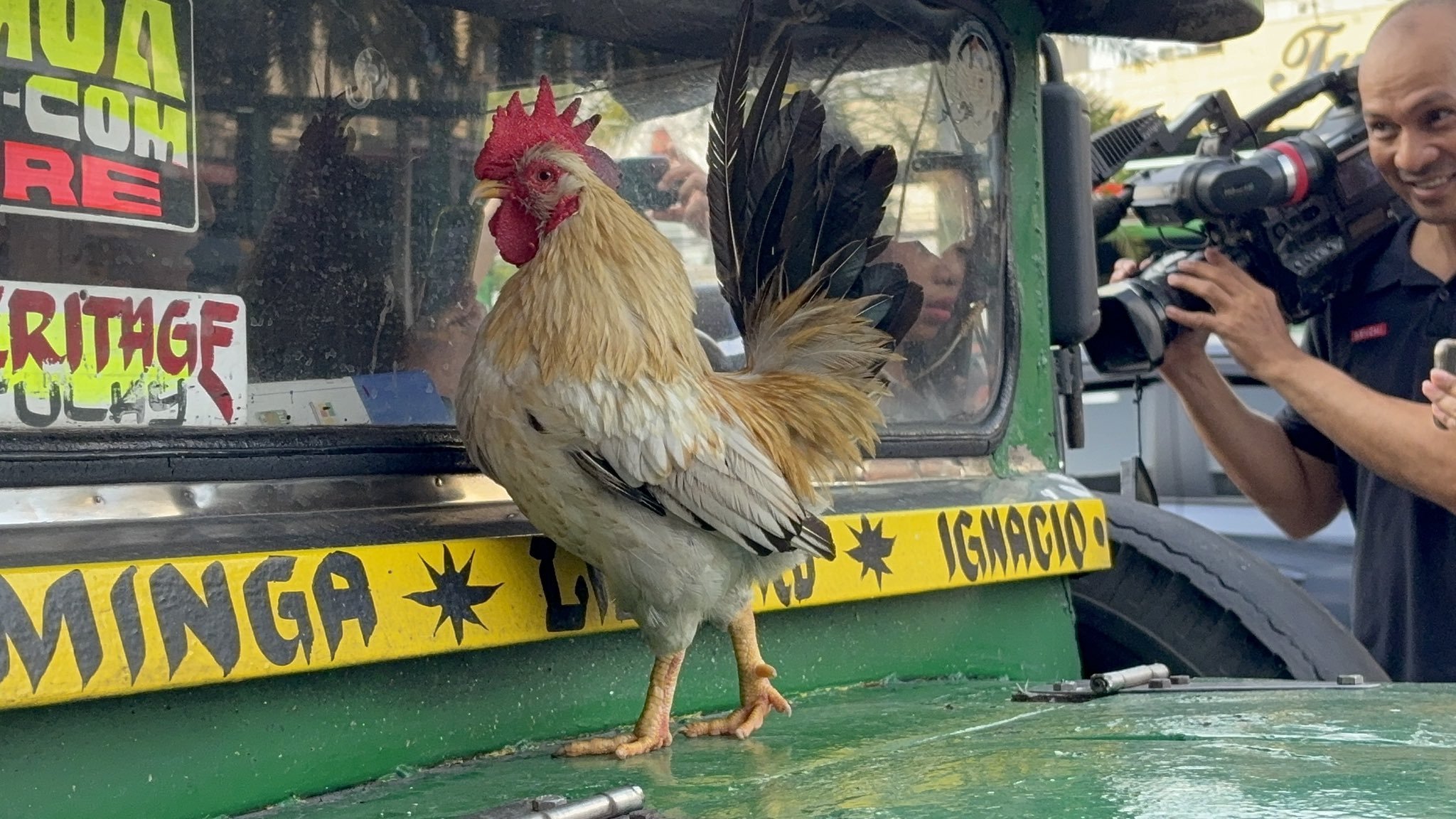 「愛鶏と共に走る運転手、違反で停止」