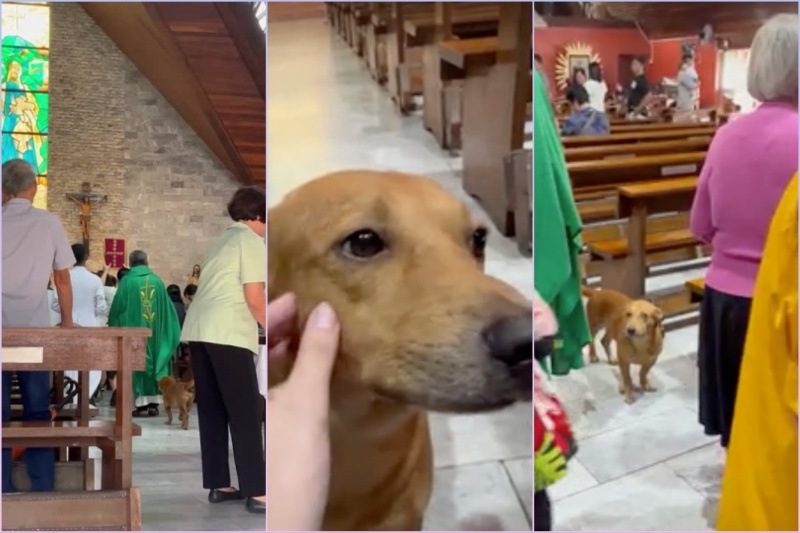 教会での癒しの瞬間：犬もミサに参加