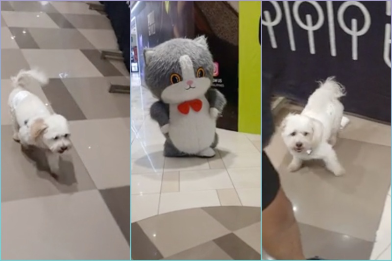 巨大猫マスコットに怯える犬が話題に！