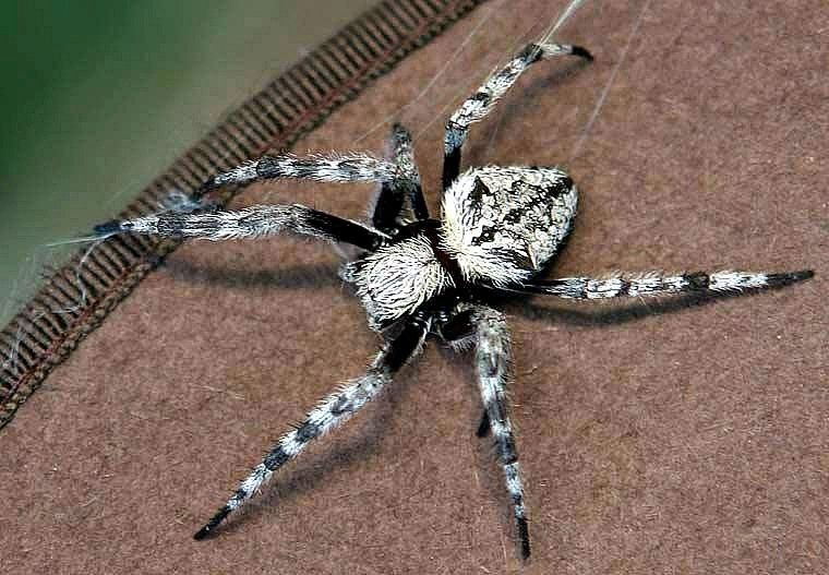 Spider derby 2025 08 18 22 11 28