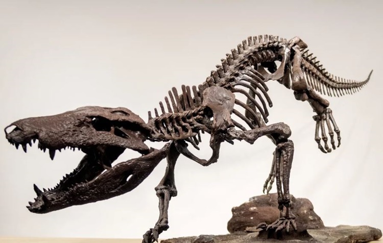 恐竜を狩る新種ワニ、発見される