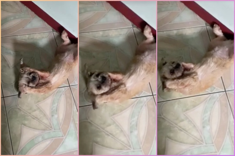 飼い主の歌声に耐えられない犬の反応が話題に