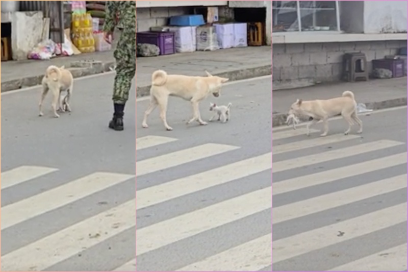 勇敢な犬、道路の子猫を救出し話題に