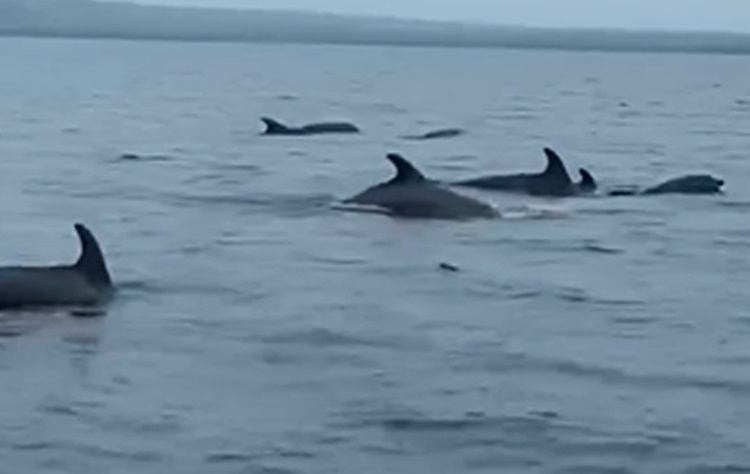 Dolphins2