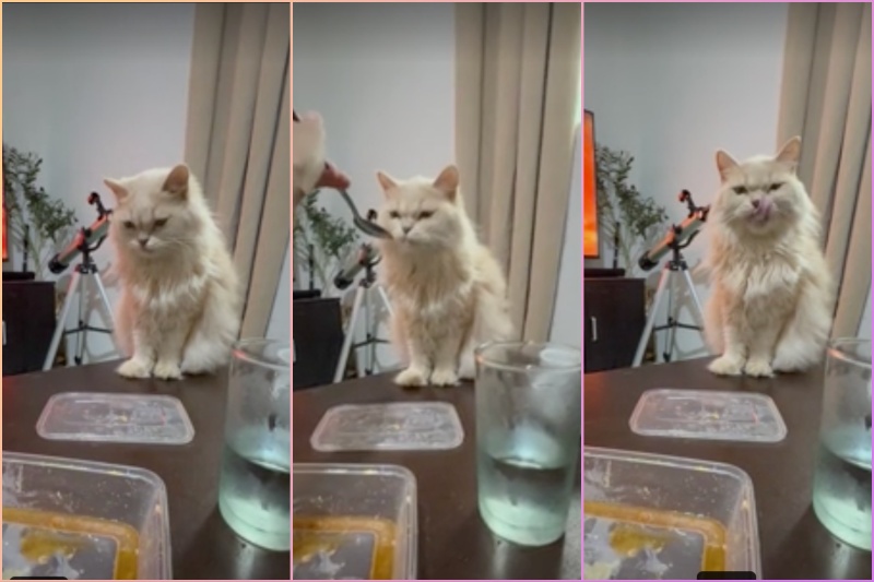 Hungry cat