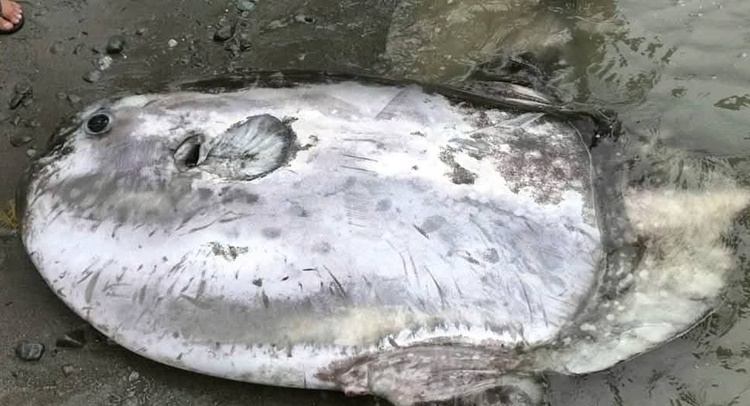 Mola mola2