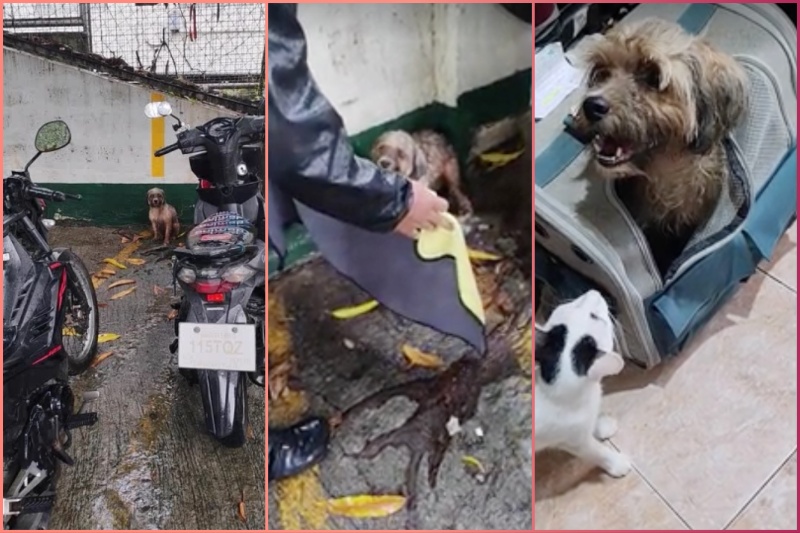 迷子の犬、親切な通行人に救われ無事帰宅