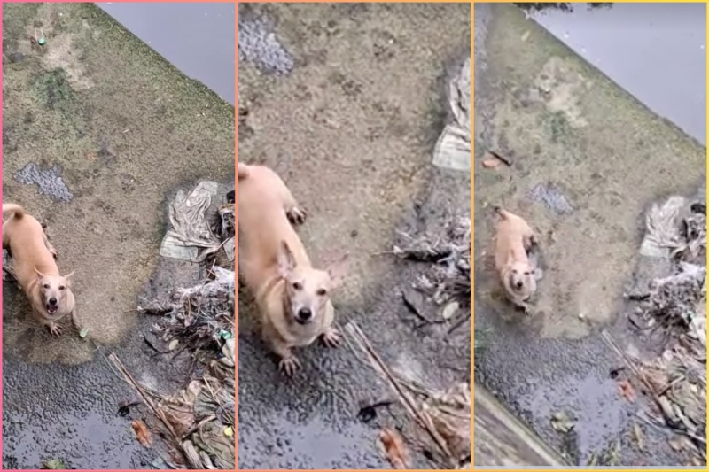 愛犬救出！飼い主が川に飛び込む感動の瞬間