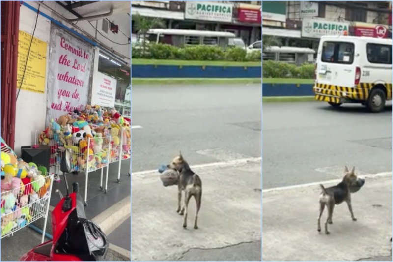 迷い犬がぬいぐるみを盗む可愛らしい瞬間