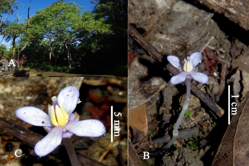 幻の植物が130年ぶりに発見！マスンギでの奇跡
