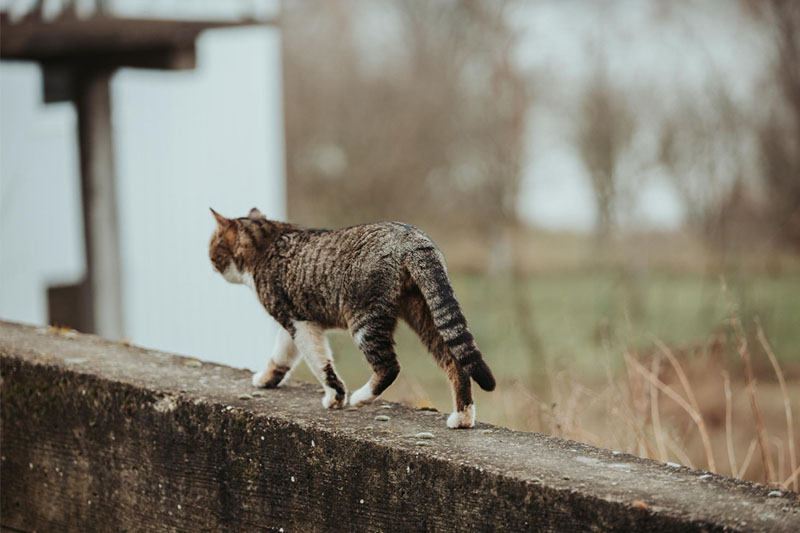 マカティ市の野良動物餌やり禁止条例に批判殺到