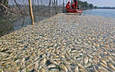 キダパワンで魚の大量死、漁師に大打撃