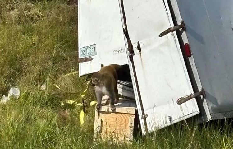 逃走したサル3匹、感染症の恐れで警戒中