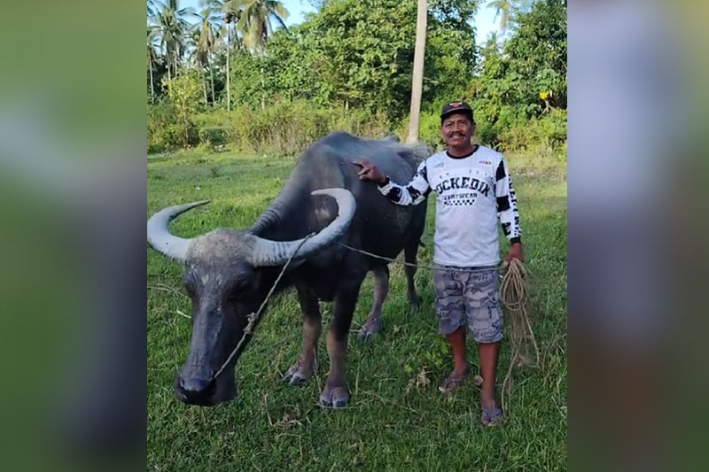 32年働いた水牛、TikTokで救われる奇跡