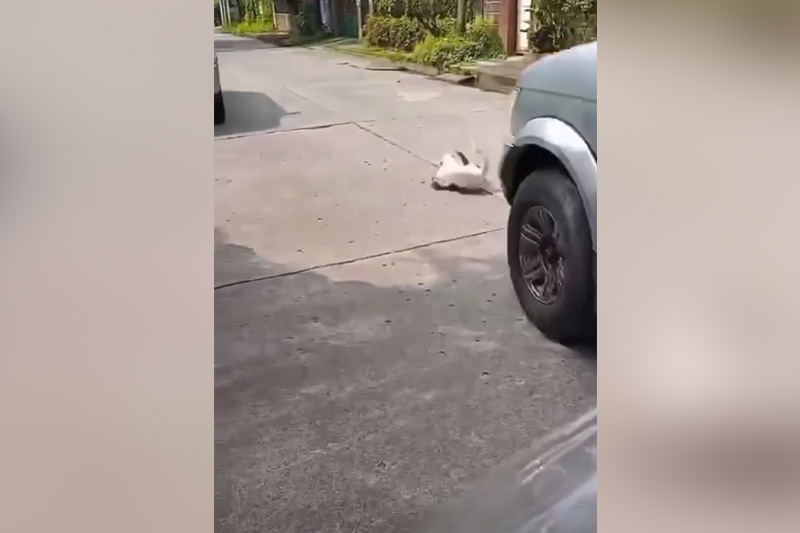 住宅街で猫が車に轢かれる悲劇、飼い主の訴え