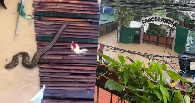 台風ティノで動物園の壁崩壊、脱走懸念