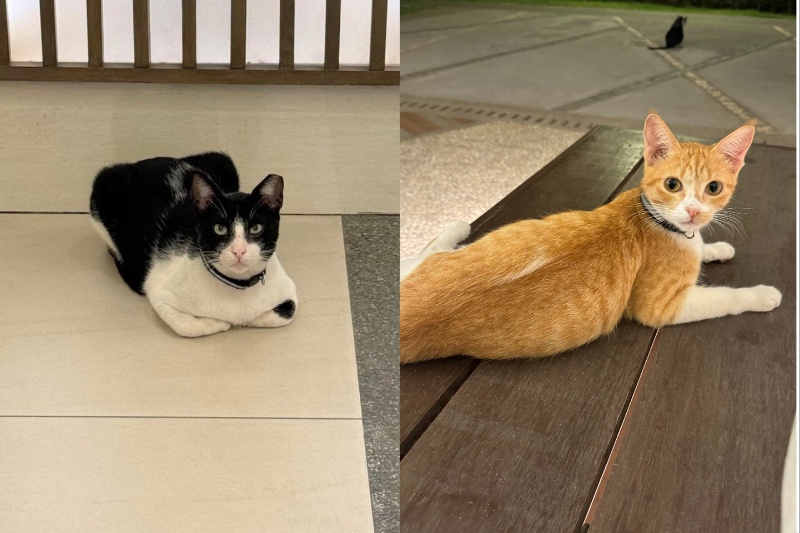 サトリの猫失踪事件、住民が調査を要請