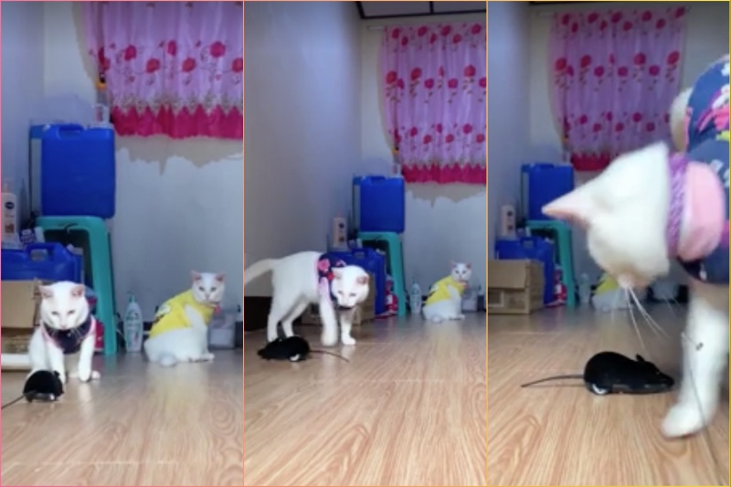 リモコンネズミで猫を驚かせた飼い主のいたずら