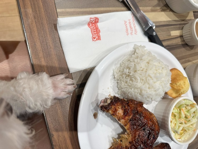 愛犬家感動！レストランの心温まる対応