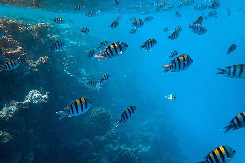 海洋温暖化が生態系に与える深刻な影響とは