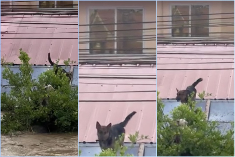 台風ティノの猛威を乗り越えた犬たちの救出劇