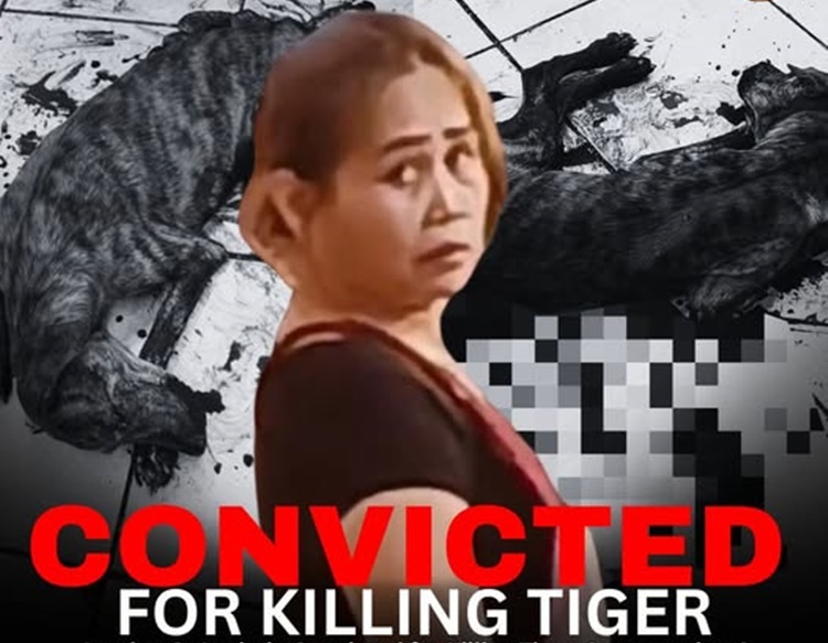 迷い犬殺害の女性に有罪判決、動物愛護の勝利