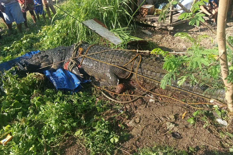 Residents in Palawan help capture 14.7-foot crocodile