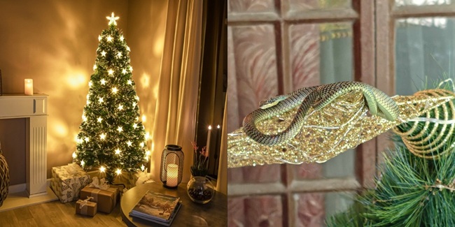 Christmas Tree snake