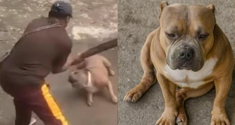 Viral Dog Axle: Prosecutor Approves Animal Abuse Case