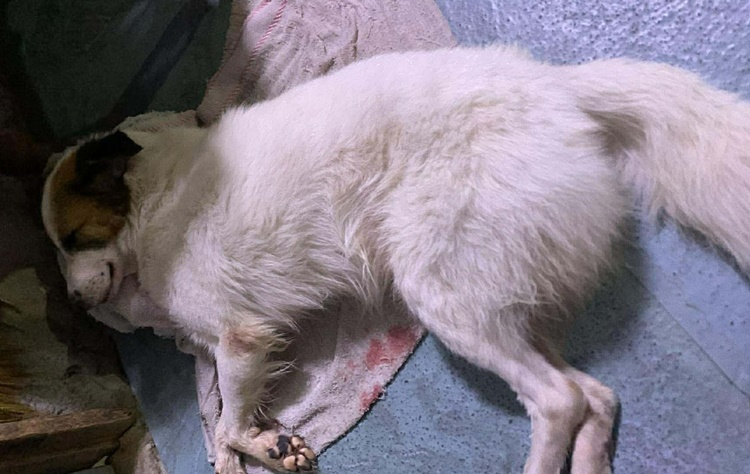Aspin Dog in Valenzuela City Found Injured After Tongue Was Cut Off