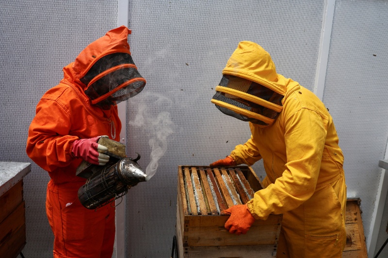 Colombian scientists develop supplement to protect bees from pesticides