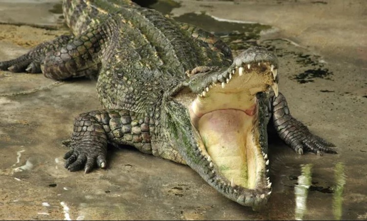 Man Found Dead at Sea After Alleged Crocodile Attack in Tawi-Tawi