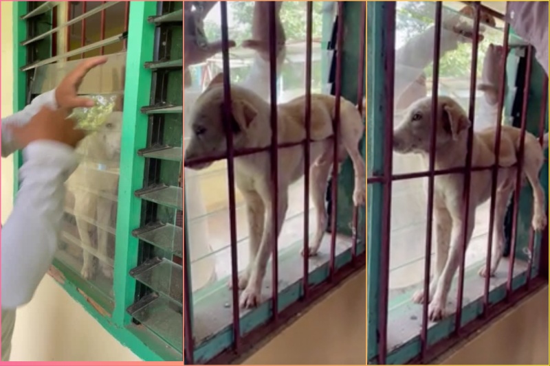 ‘Na para bang exhibit sa museum’: Unexpected dog rescue in classroom in Butuan captured on cam