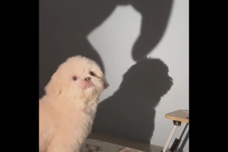‘Such a curious dog’: Pet dog terrified by giant hand shadow on the wall