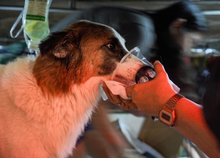 Aspin Kobe Reportedly Loses Part of His Tongue in Dog Fight