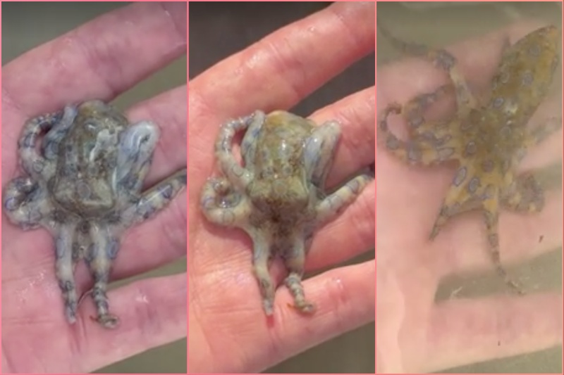 Man unknowingly handles deadliest octopus with venom 1,000 times more toxic than cyanide in Cebu