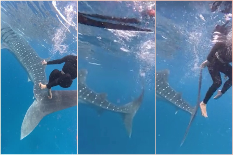 Oslob cebu butanding