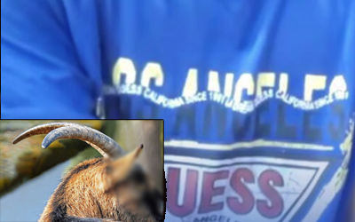 Kambing binembang ng kelot