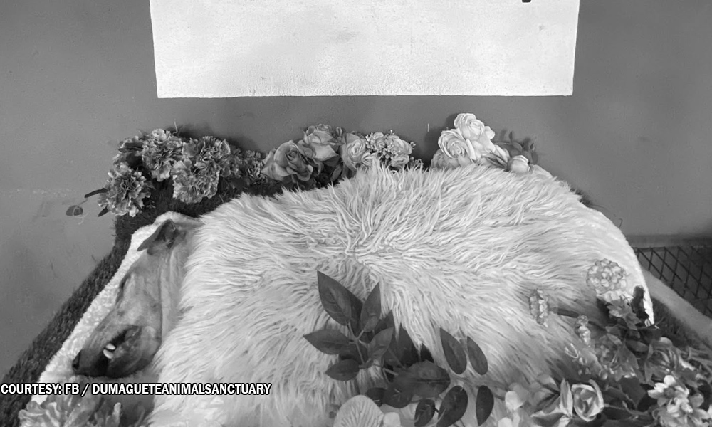 Aso inatake sa puso dahil sa fireworks