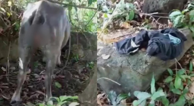 Shocking Animal Abuse Case Rocks El Nido After Teen Targets Carabao