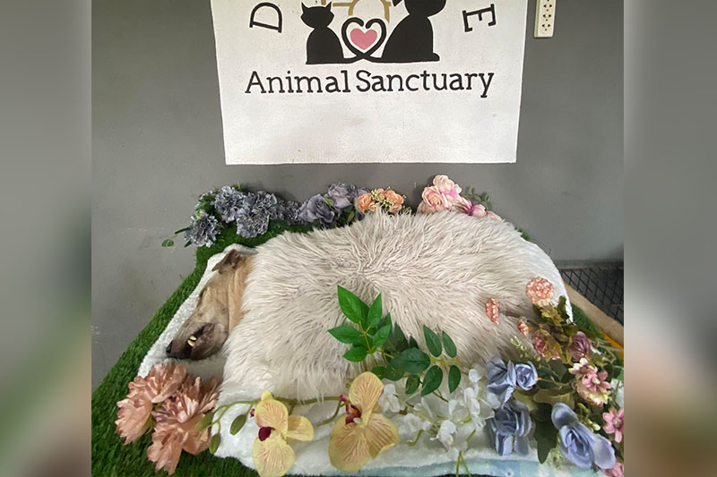 Shelter dog in Dumaguete dies after New Year’s Eve fireworks scare